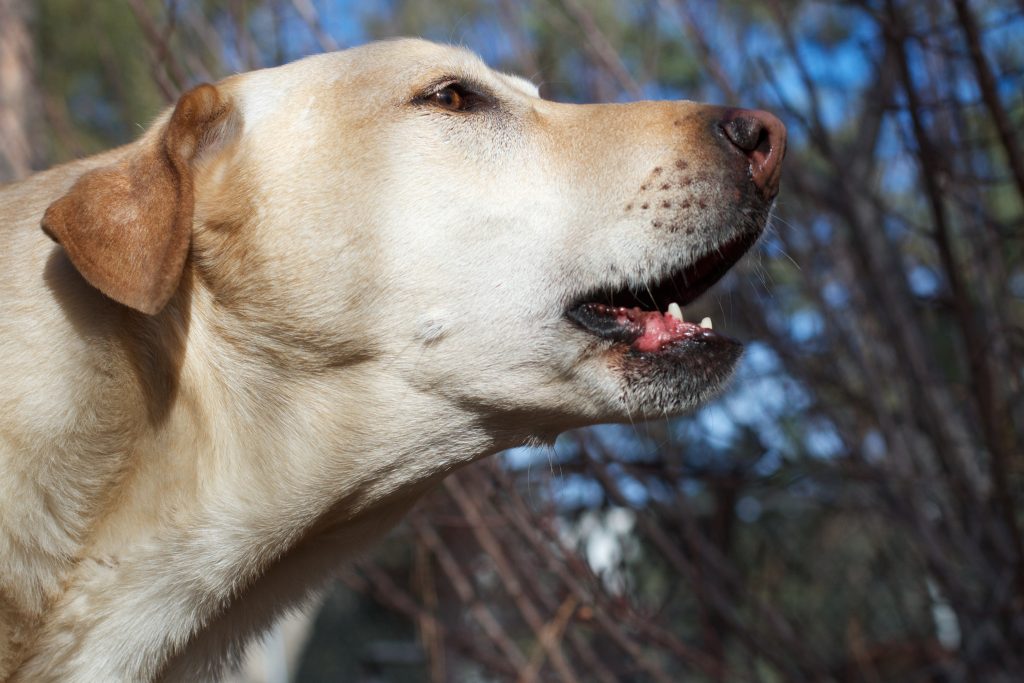 Lucky establishes some barking presence among the neighbor dogs walking by