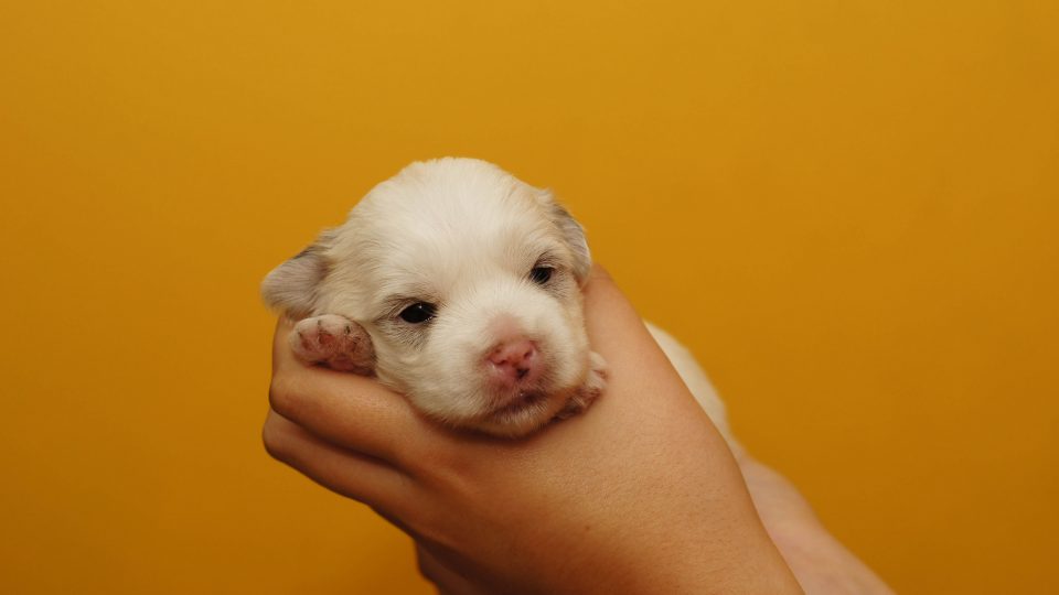 tiny dog breeds lhasa apso puppy