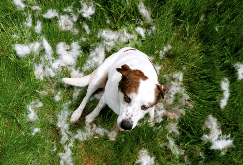 Brushing your dog frequently—if not daily—can help during shedding season. Tools like the FURminator make it easy. Image via Flickr.