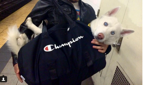 dogs on nyc subway nyc subway bans dogs unless they fit into a bag these big owners accepted the dogs on nyc subway nyc subway bans dogs unless they fit into a bag these big owners accepted the