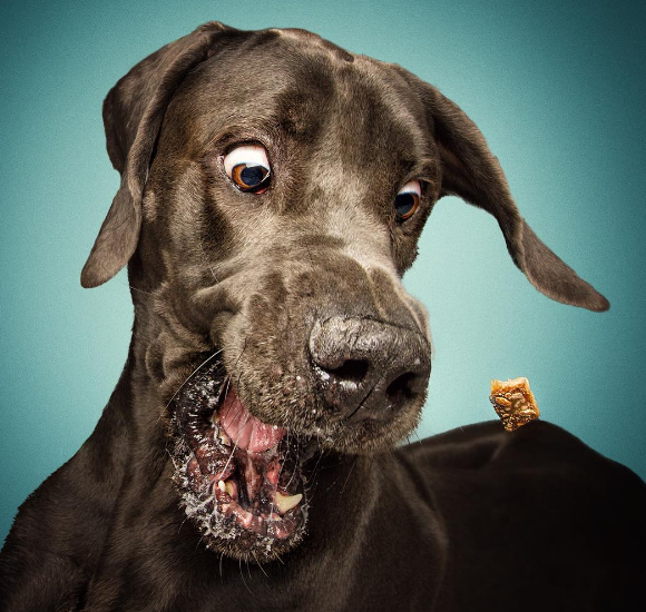 Black And Brown Dog Names Black And Brown Dog Names