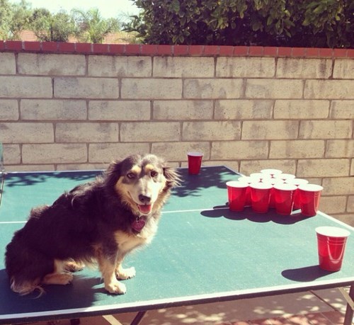 beer pong dog