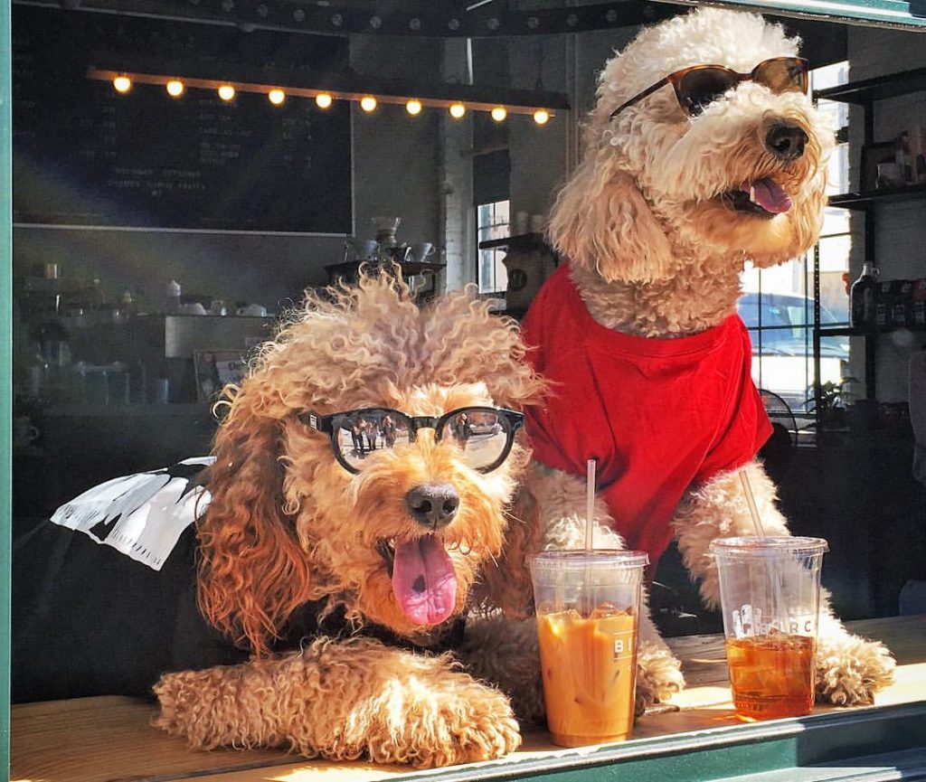 8 DogFriendly Coffee Shops in NYC