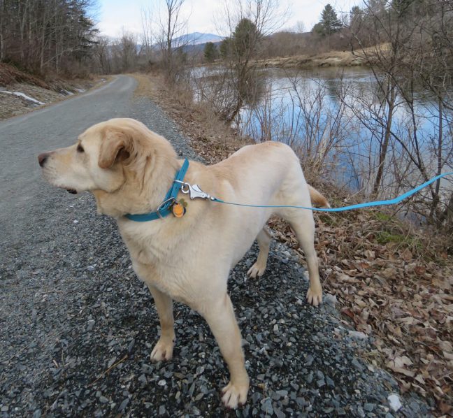 collar-ruffwear-headwater
