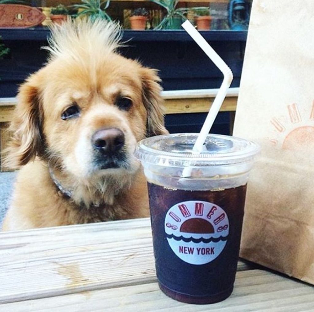 dog friendly coffee shop brooklyn devocion