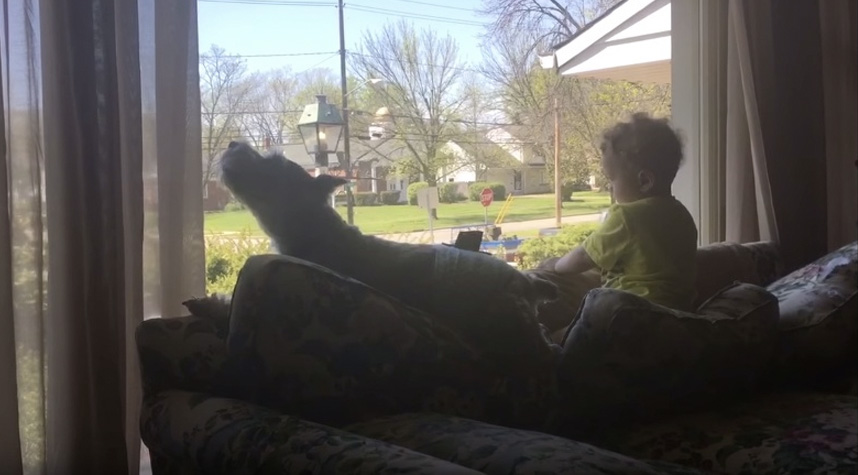 dog and baby howling constest
