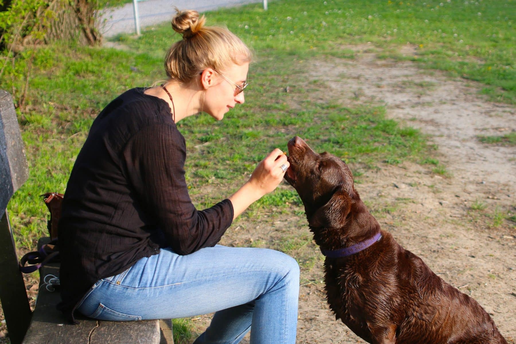 6 Foolproof Ways to Get Your Dog to Come When Called The Dog People
