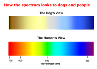 dog dogs vision rover eyesight