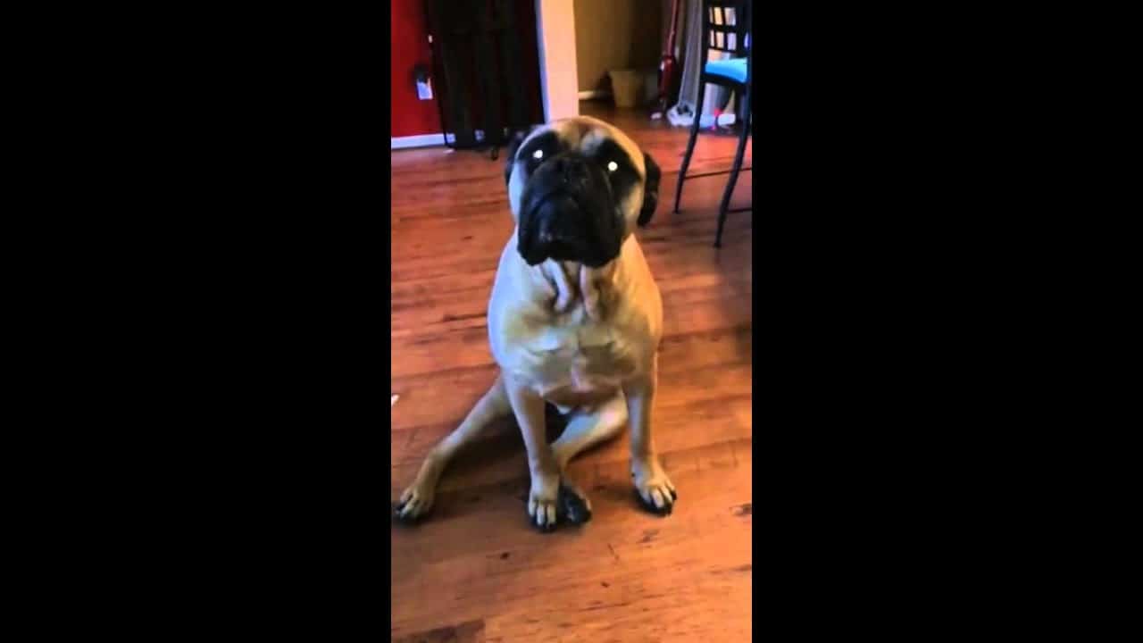 Dogs Shredding Paper The Secret Reason Why Your Pup Just Can't Quit