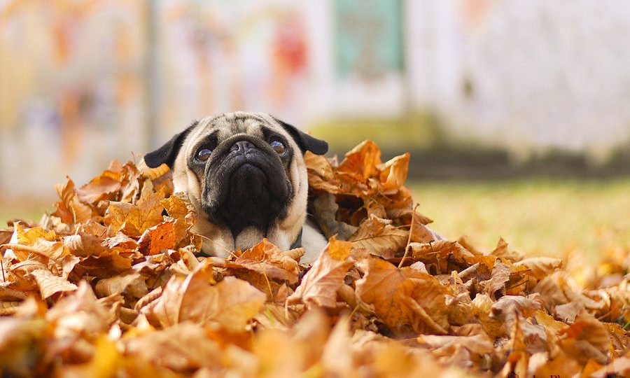 fall pug