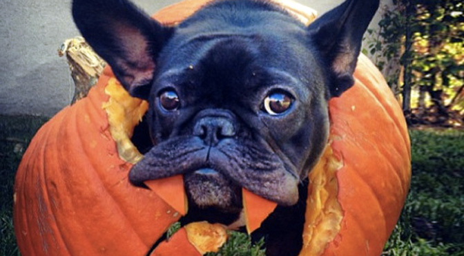 dogs eat pumpkin pumpkins for pups is pumpkin for dogs rover dogs eat pumpkin pumpkins for pups is pumpkin for dogs rover