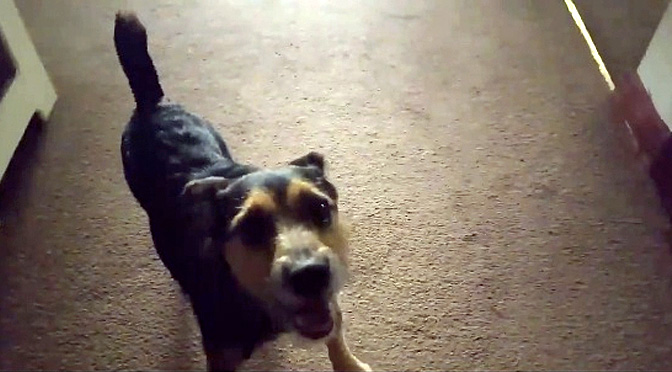 harry tangye police dog drug sniffing funny video