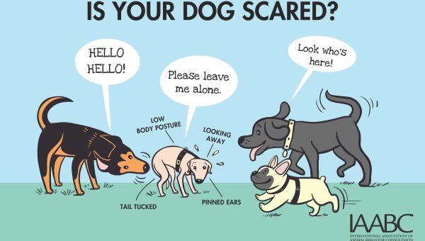 how to tell how big a puppy will get surprisingly effective ways to handle high energy dogs rover how to tell how big a puppy will get surprisingly effective ways to handle high energy dogs rover