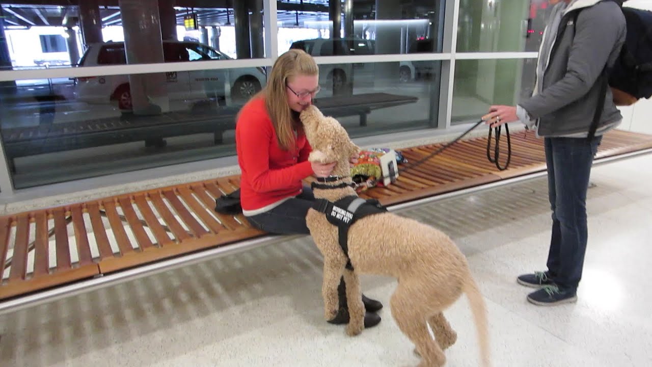 owners coming home to their dogs