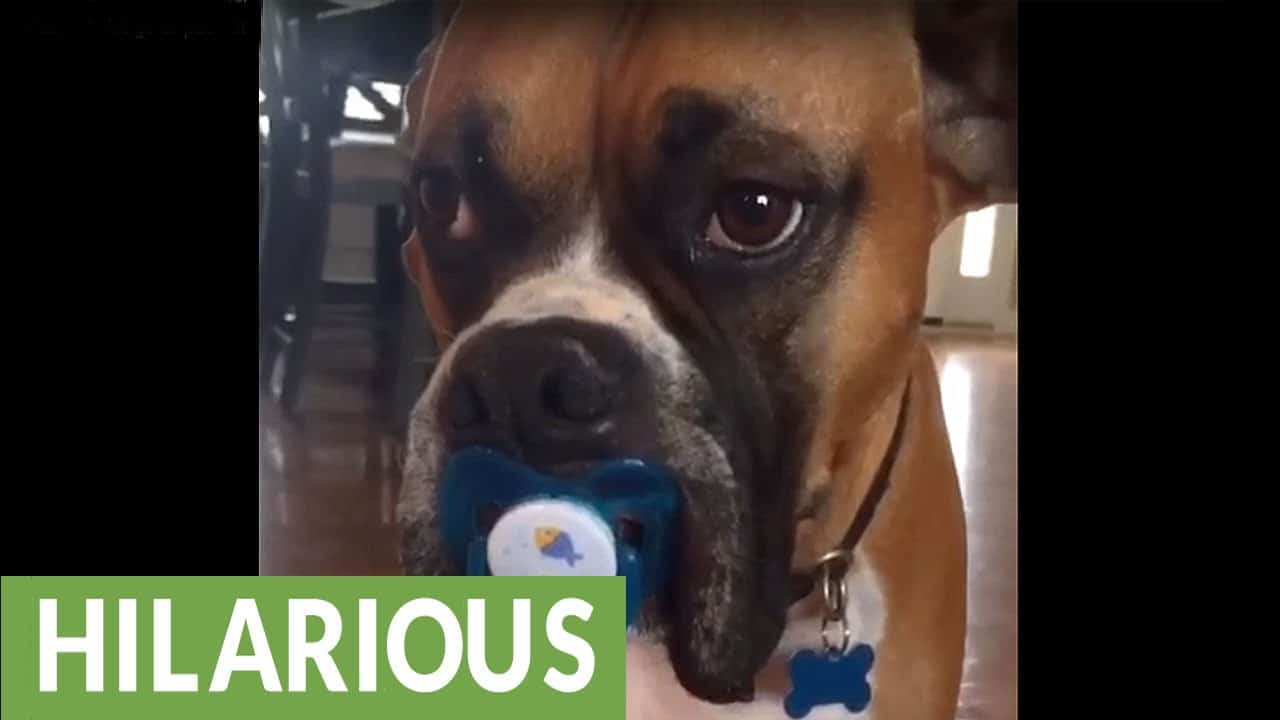 These 9 Dogs Obsessed with Binkies are Pretty Irresistible The Dog
