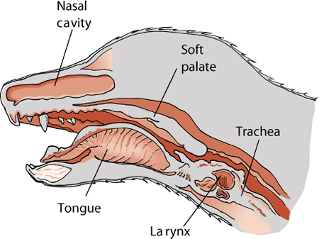 Canine nose and throat via Merck Vet Manual