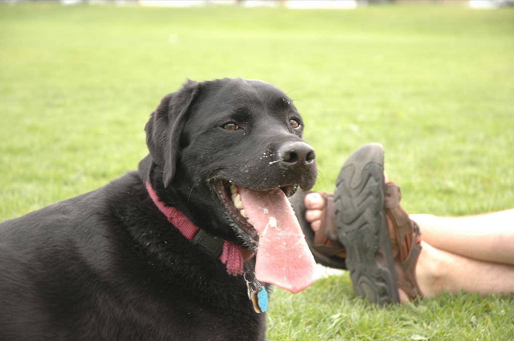why dogs pant why do dogs pant rover why dogs pant why do dogs pant rover