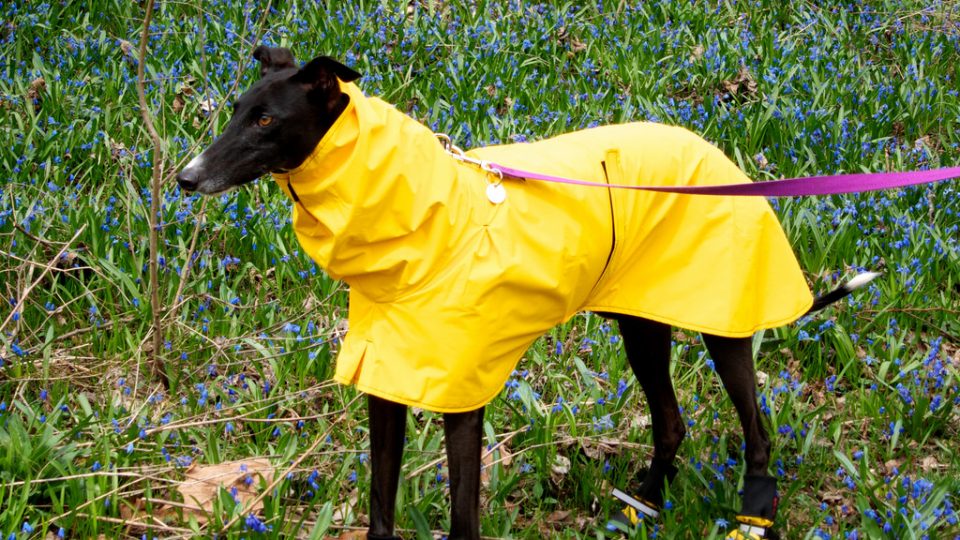 How to Find the Best Doggy Rain Gear The Dog People by