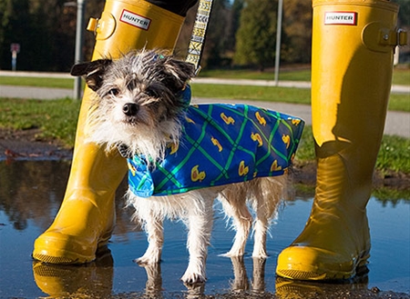 Packable Rain Poncho via RC Pets