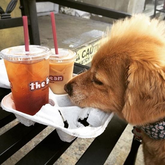 7 DogFriendly Coffee Shops in NYC The Dog People by