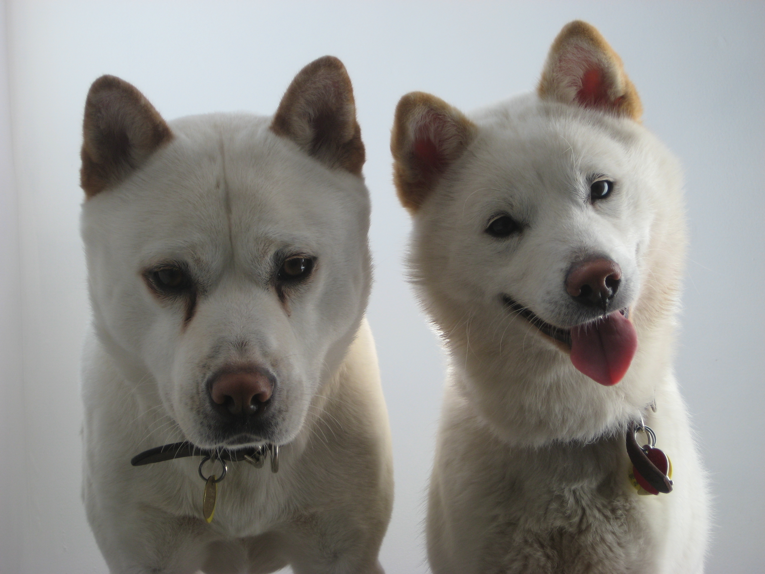 The Jindo Dog: Your Complete Guide to Koreas 53rd National Treasure