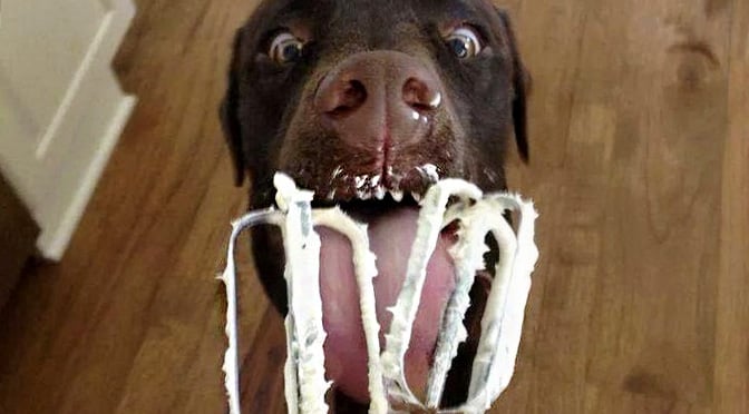 dog eating cream