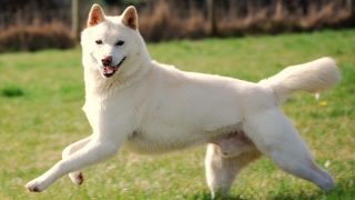 The Best Japanese Dog Names For 2019 With Meanings And