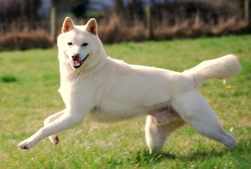 big white dog samoyed