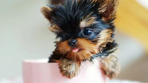 yorkie-in-a-teacup