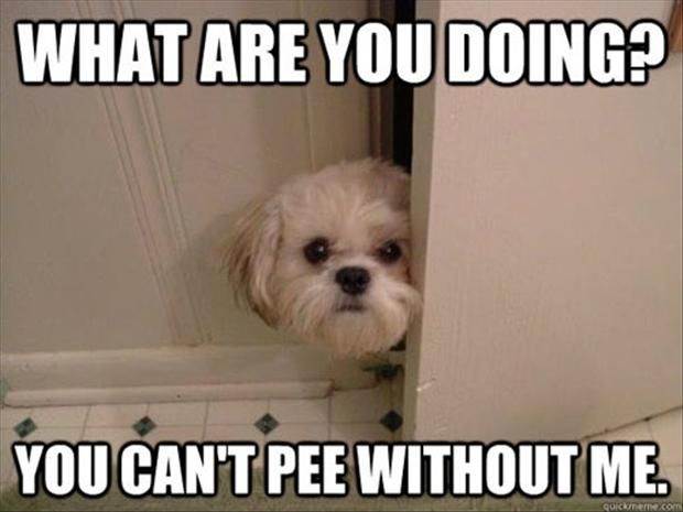 you cant pee without me dog follow into bathroom