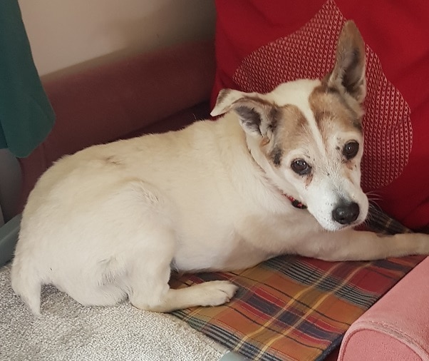 This is Max, from Oldies Club, waiting for his furrever family in Gloucestershire