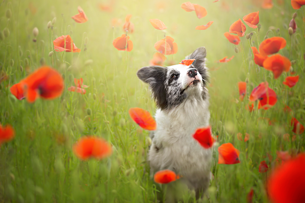 Watch Top Dog HIGH Quality Definitons