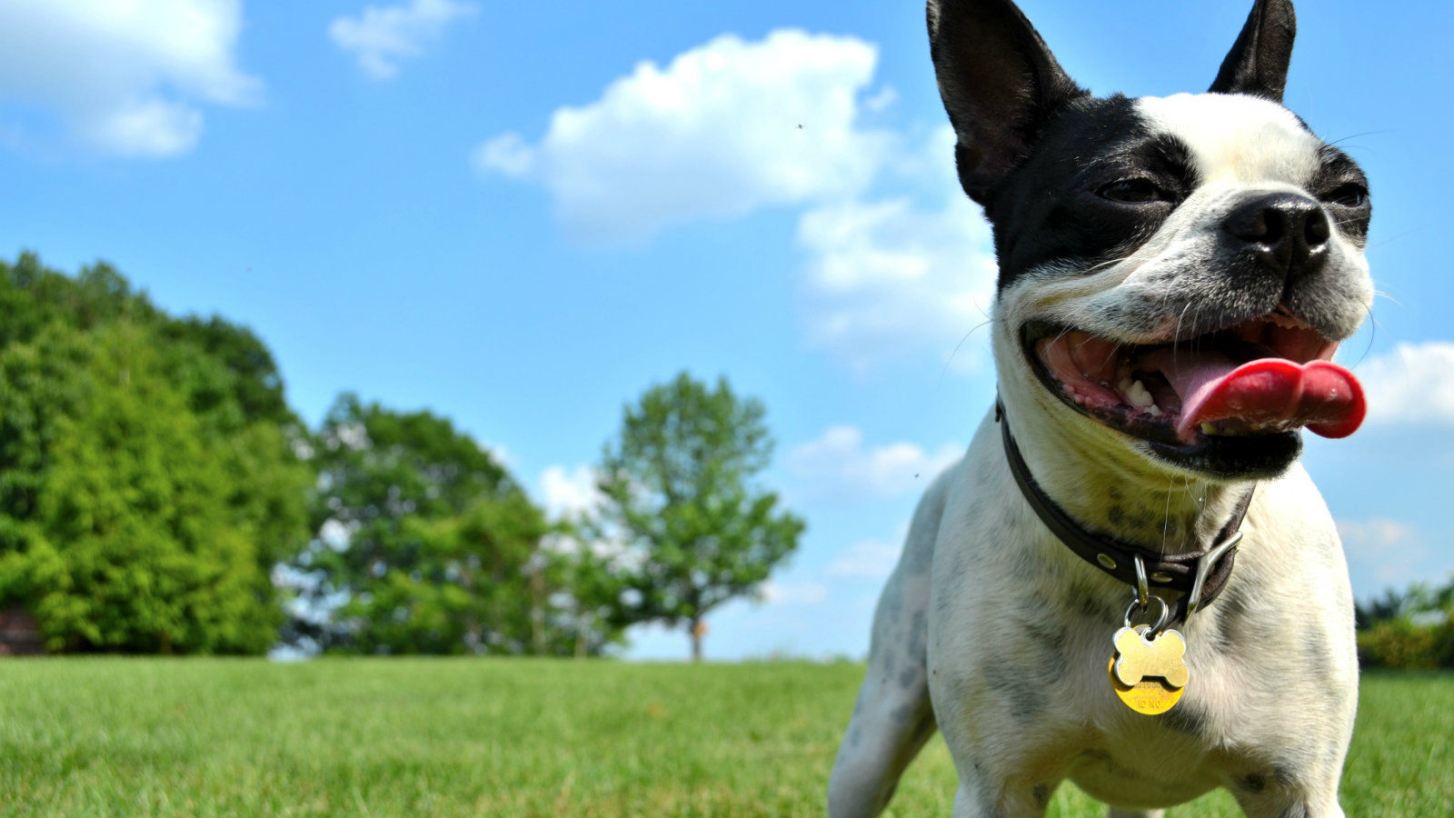 7 Top DogFriendly Hotels near Murfreesboro The Dog People by
