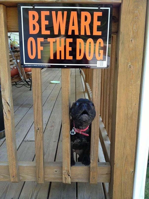 beware-of-dog-frenchie-puppy