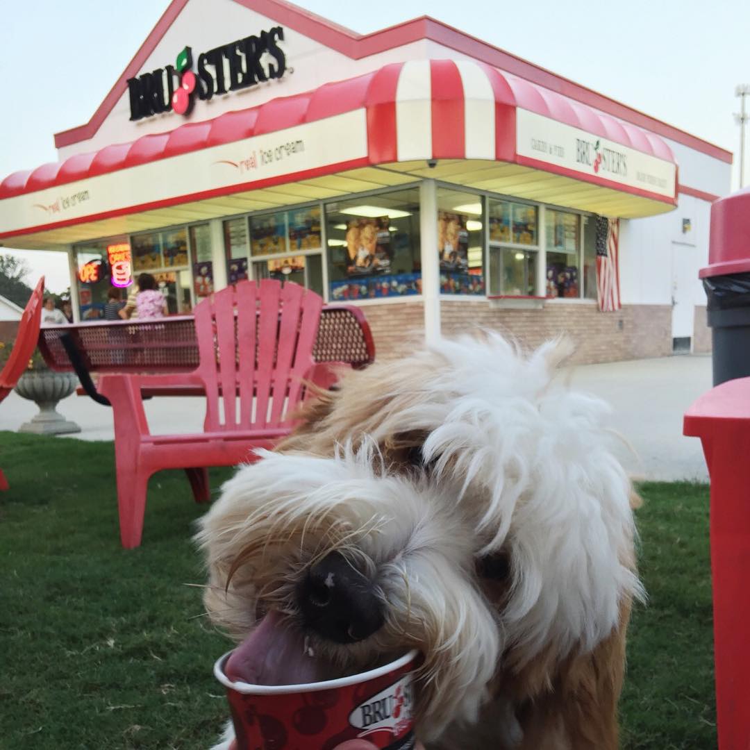 8 Top DogFriendy Restaurants in Pittsburgh Patios, Beer & Ice Cream