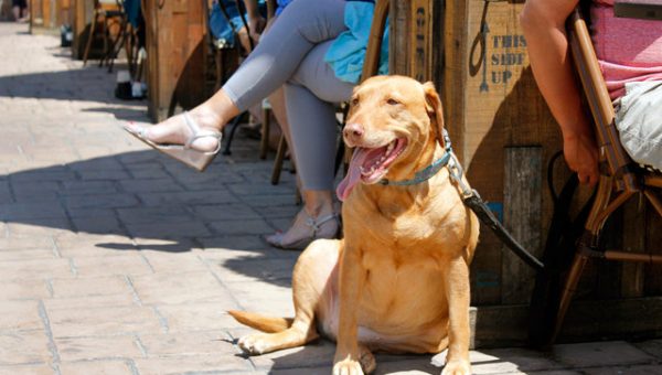 Dog Friendly Restaurants Near Huntington Dog Beach Dog Friendly Restaurants Near Huntington Dog Beach