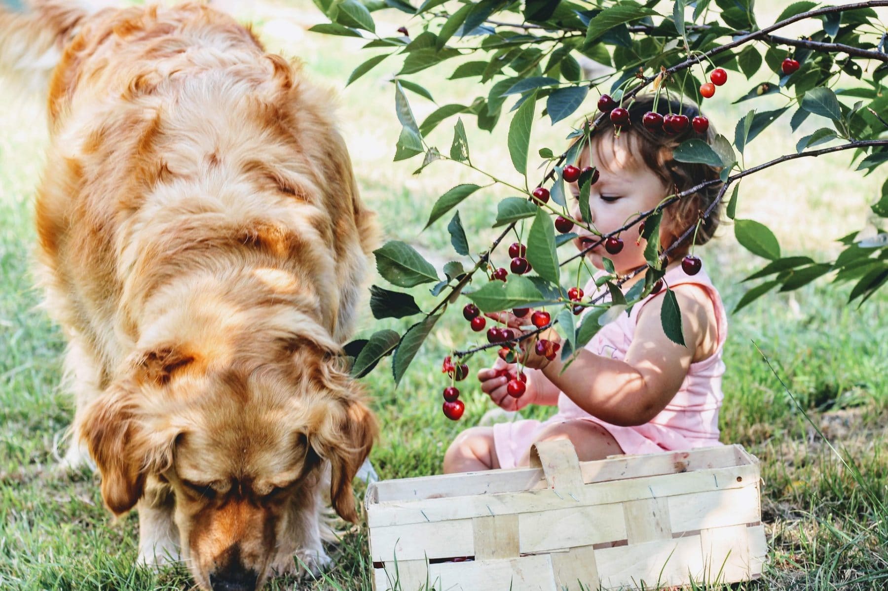 Can My Dog Eat Cherries? The Dog People by