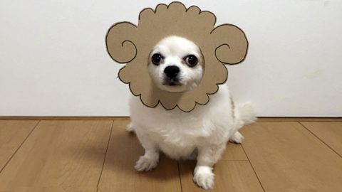chihuahua-mametaro