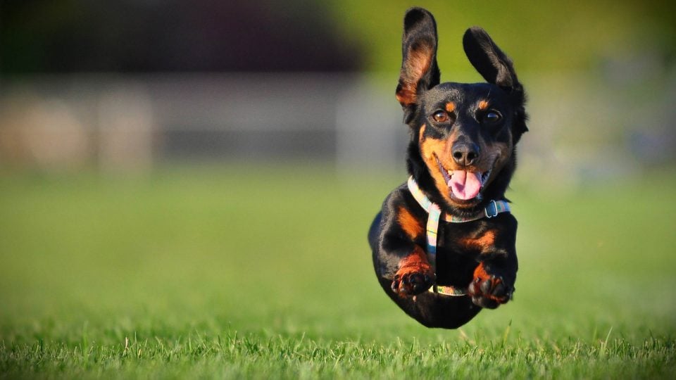 high energy dogs surprisingly effective ways to handle high energy dogs high energy dogs surprisingly effective ways to handle high energy dogs