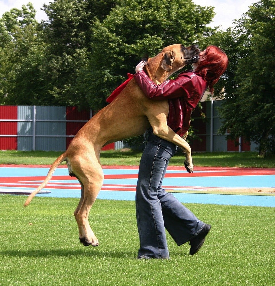 dog-jumping-up