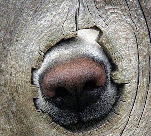 The Secret History of Your Dog's Nose | The Dog People by Rover.com