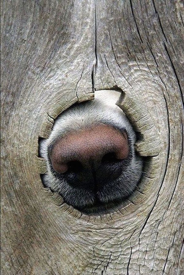 dog snout