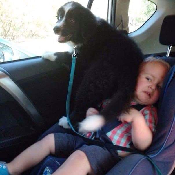 dog-on-toddler