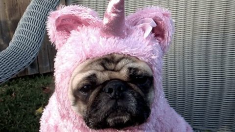 dogs-halloween-costume-fail-regrets