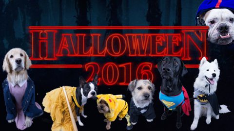 halloween dog costumes trendy pop culture