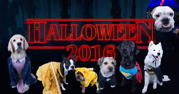 halloween dog costumes trendy pop culture