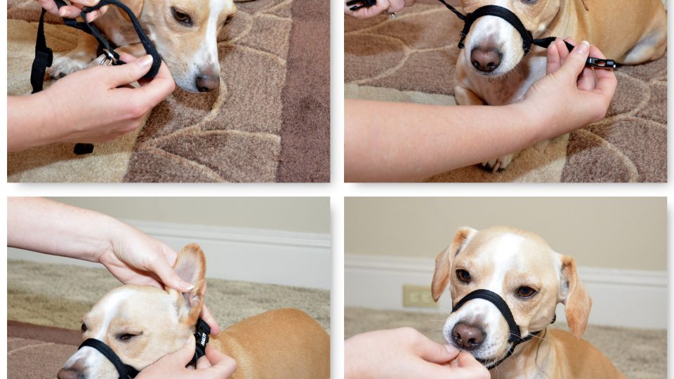 How To Use A Choke Collar For Training