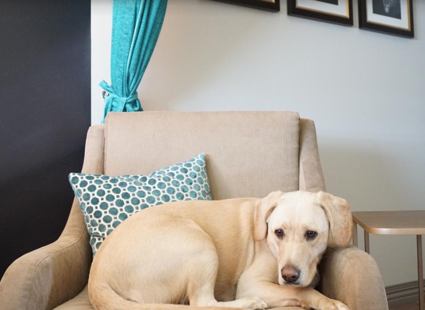7 Top DogFriendly Hotels in Pittsburgh The Dog People by