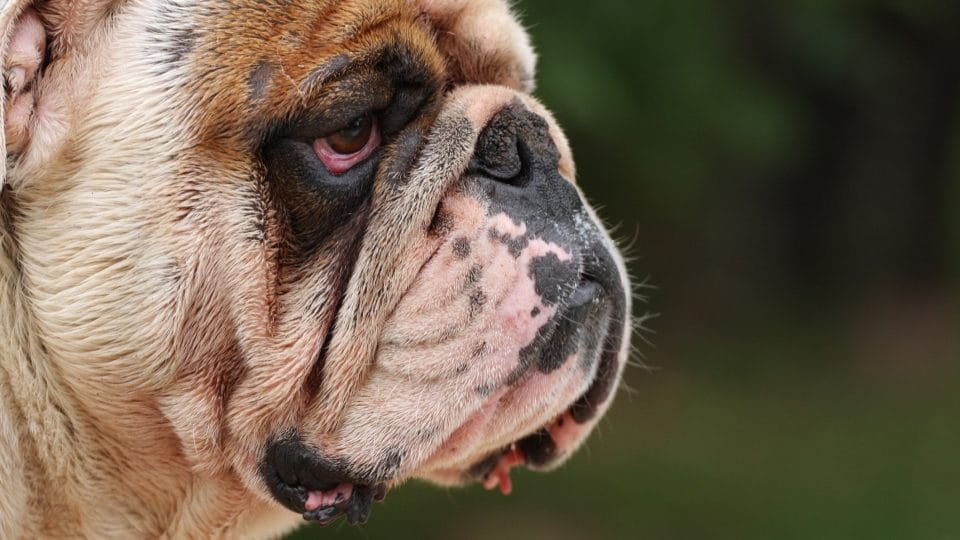 a Bulldog with red eyes