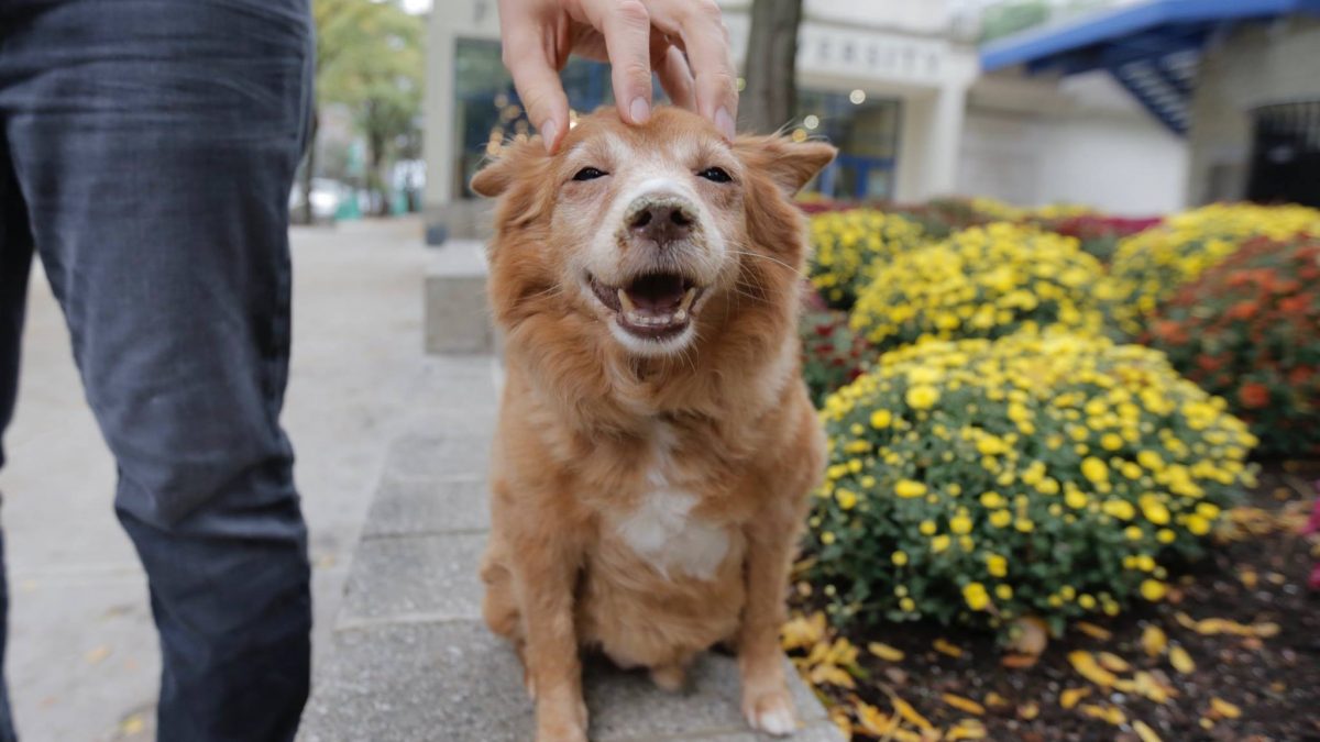 Everything You Need to Know about Boarding Your Senior Dog The Dog